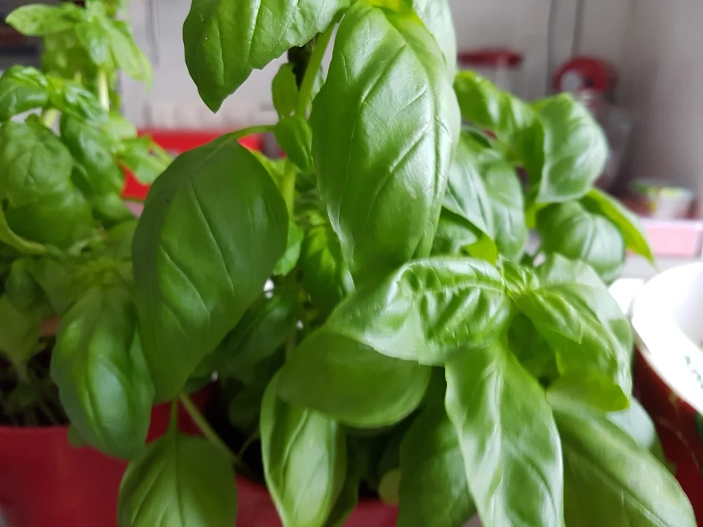 Lachsfilet à la Biggi - Rezept - Bild Nr. 803