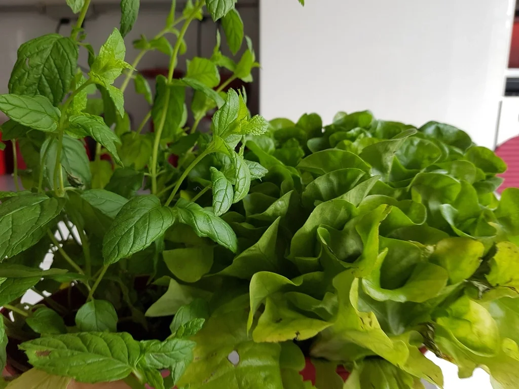 Lachsfilet à la Biggi - Rezept - Bild Nr. 805