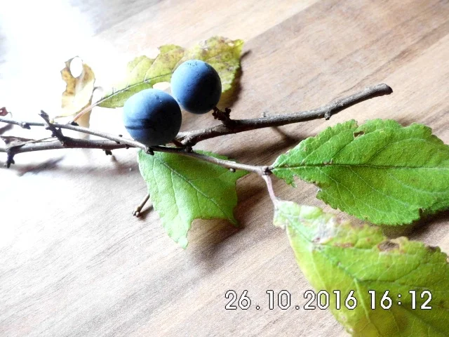 Rezept: schlehenlikör schlehenlikör - Rezept