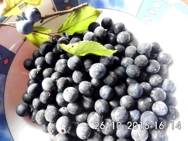 Rezept: schlehenlikör Bild Nr. 3 schlehenlikör - Rezept - Bild Nr. 3