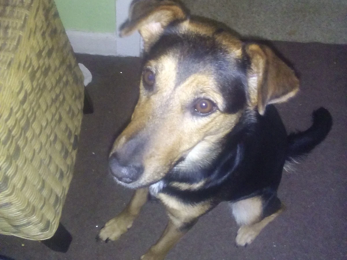 Kürbissuppe a la Chrischy - Rezept - Bild Nr. 929