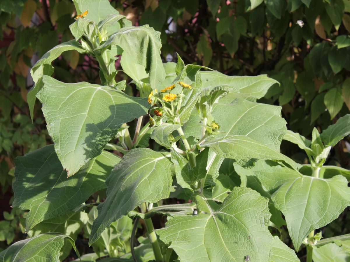 Vorrat: Yakón-Marmelade - Rezept - Bild Nr. 930