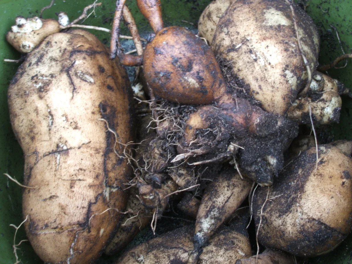Vorrat: Yakón-Marmelade - Rezept - Bild Nr. 931
