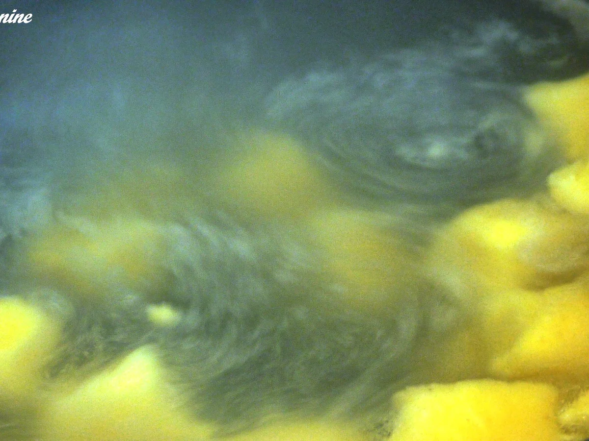 Rezept: Bergkäse-Gnocchi in Tomatensauce Bild Nr. 949 Bergkäse-Gnocchi in Tomatensauce - Rezept - Bild Nr. 949