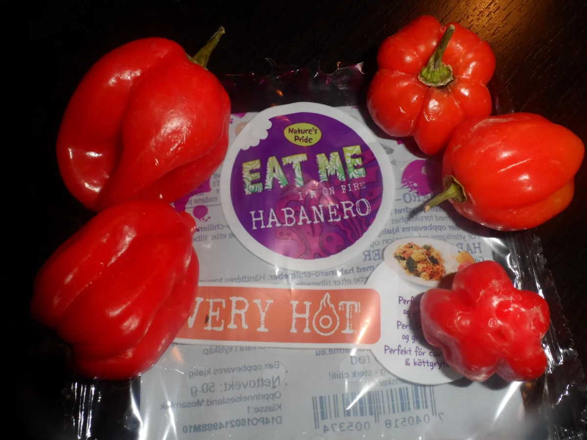 BiNe` S SCHARFE ZWIEBELSUPPE - Rezept - Bild Nr. 959