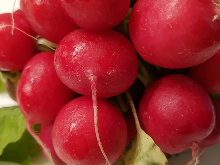 Rezept: Radieschencreme ein frischer Dip Bild Nr. 1032 Radieschencreme ein frischer Dip - Rezept - Bild Nr. 1032