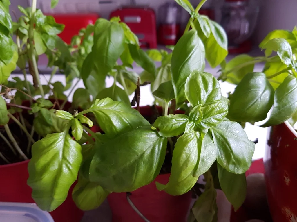 Rezept: Radieschencreme ein frischer Dip Bild Nr. 1034 Radieschencreme ein frischer Dip - Rezept - Bild Nr. 1034