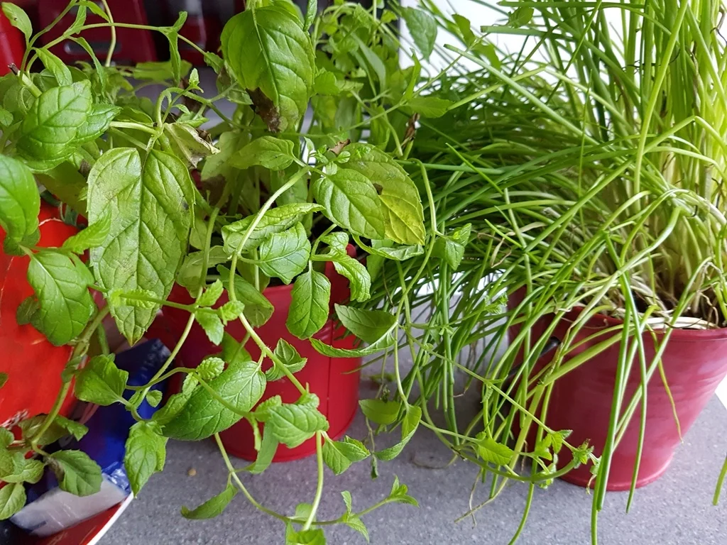 Rezept: Radieschencreme ein frischer Dip Bild Nr. 1035 Radieschencreme ein frischer Dip - Rezept - Bild Nr. 1035