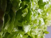 Salat mit Mango-Chili-Dressing - Rezept