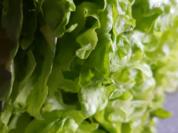 Salat mit Mango-Chili-Dressing - Rezept