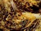Radicchio mit Parmesan gratiniert - Rezept