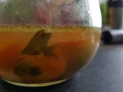 Rindfleischsuppe ist die "Sonntagssuppe"  à la Biggi - Rezept - Bild Nr. 1091