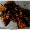 Florentiner-Ecken - Rezept - Bild Nr. 1106