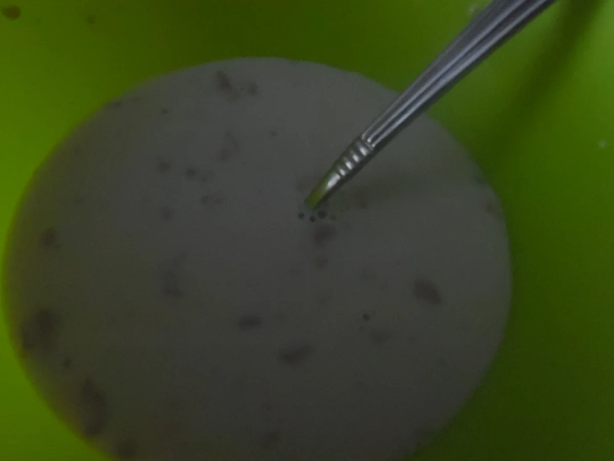 Rezept: Dresdner Christstollen Bild Nr. 1177 Dresdner Christstollen - Rezept - Bild Nr. 1177