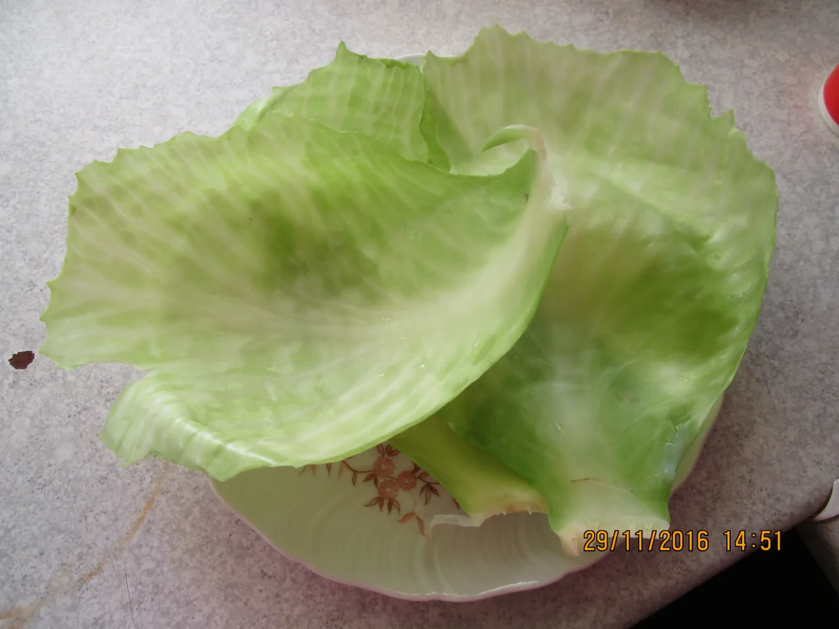 Rezept: Mama's Kohlrouladen Bild Nr. 1337 Mama's Kohlrouladen - Rezept - Bild Nr. 1337