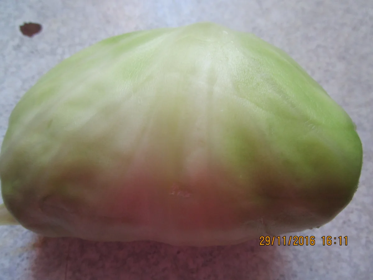 Rezept: Mama's Kohlrouladen Bild Nr. 1340 Mama's Kohlrouladen - Rezept - Bild Nr. 1340