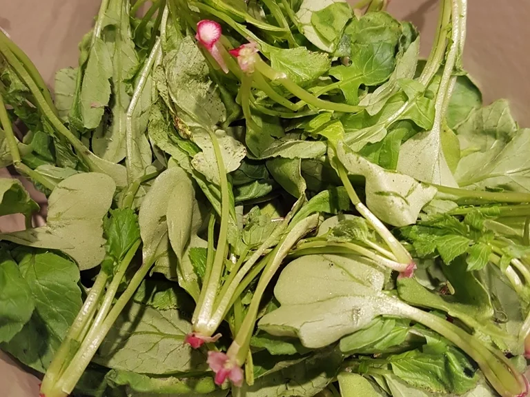 Radieschen Blätter Suppe (heute als Vorspeise) - Rezept - Bild Nr. 1368
