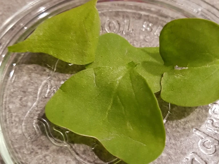 Radieschen Blätter Suppe (heute als Vorspeise) - Rezept - Bild Nr. 1370