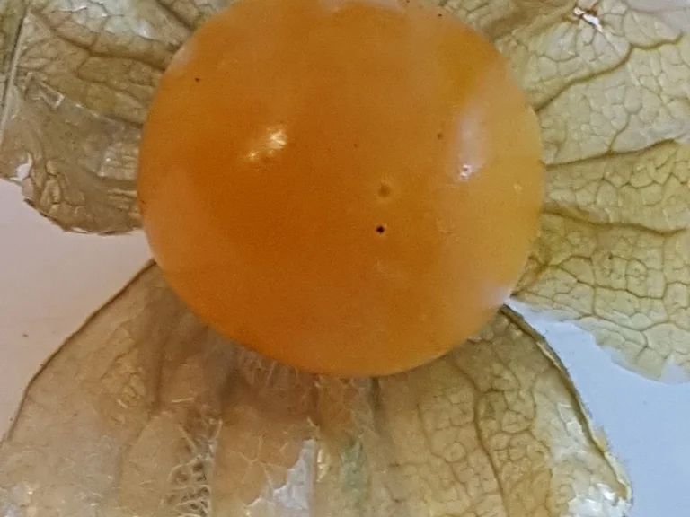 Tomatensuppe frisch und fruchtig - Rezept - Bild Nr. 1397