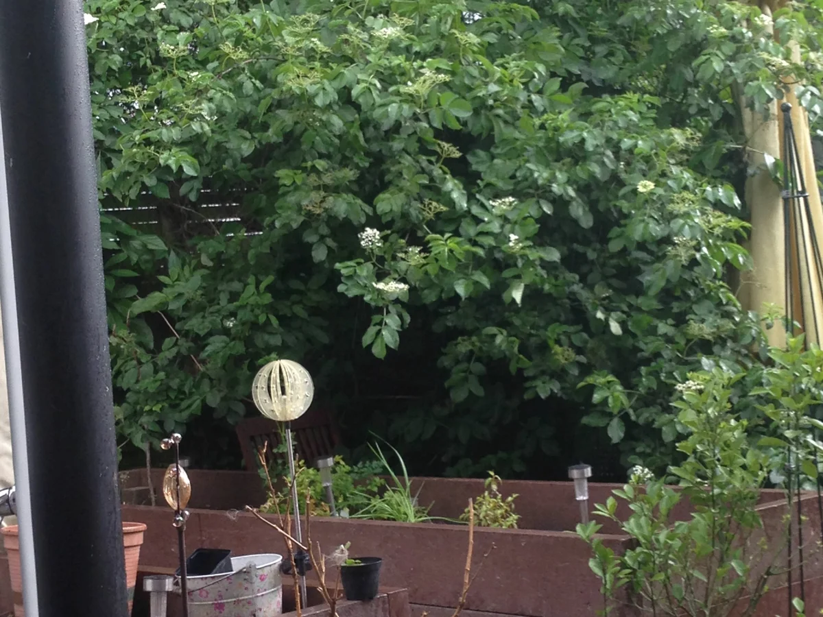 Rezept: Holunderblütensirup Bild Nr. 1407 Holunderblütensirup - Rezept - Bild Nr. 1407