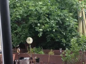 Holunderblütensirup - Rezept - Bild Nr. 1407