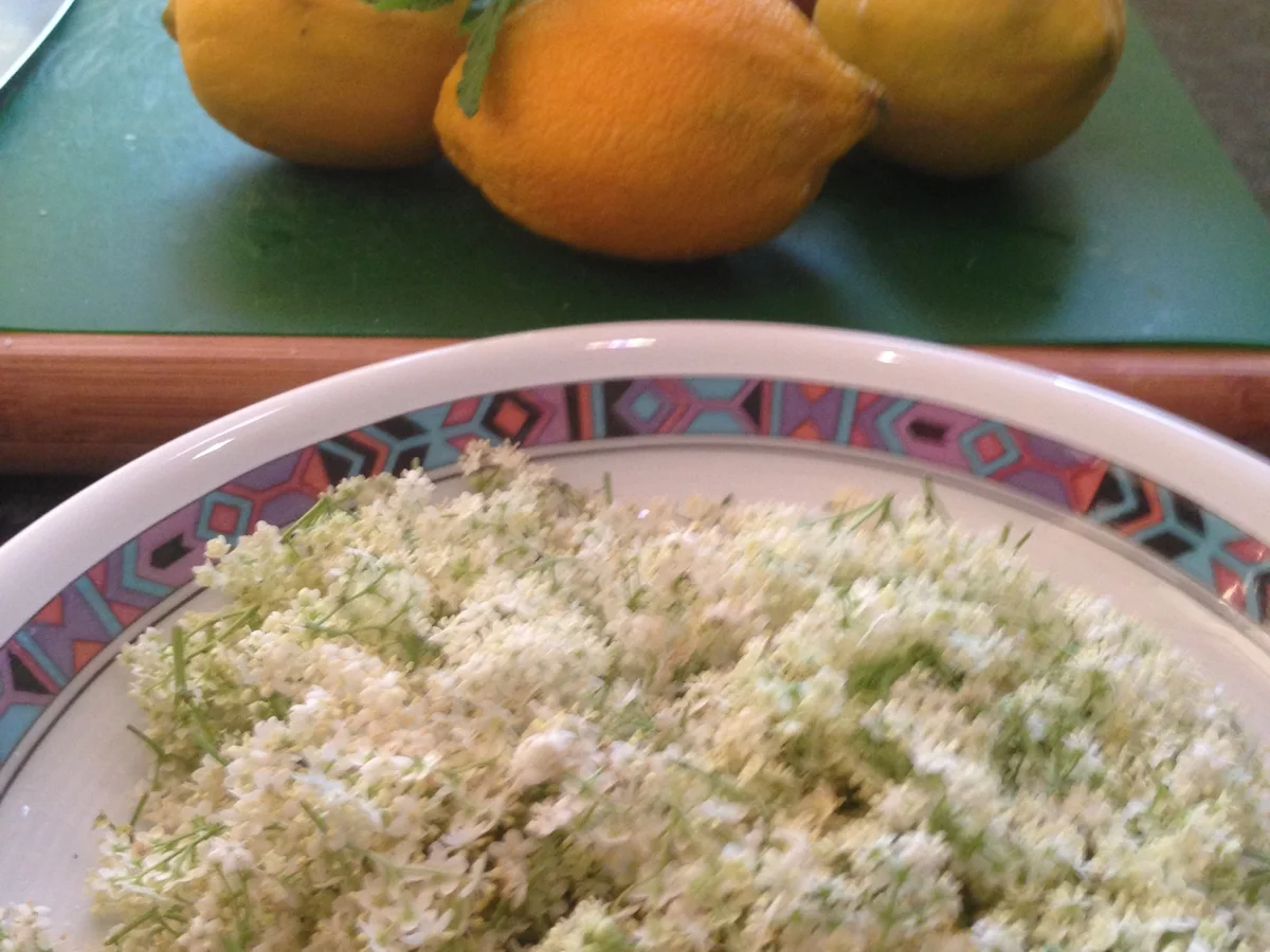 Rezept: Holunderblütensirup Bild Nr. 1408 Holunderblütensirup - Rezept - Bild Nr. 1408