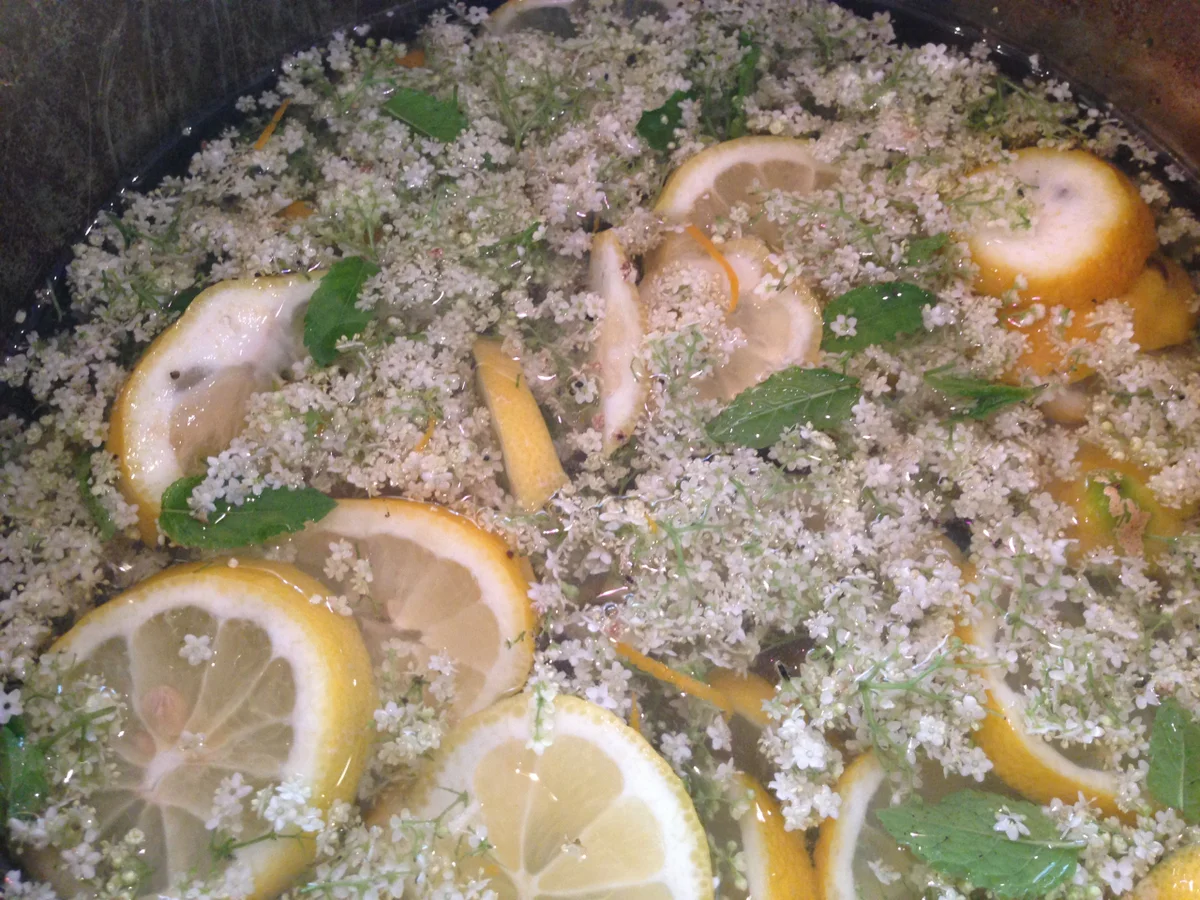 Rezept: Holunderblütensirup Bild Nr. 1413 Holunderblütensirup - Rezept - Bild Nr. 1413