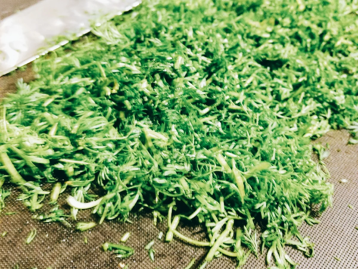 BiNe` S GRAVED LACHS - Rezept - Bild Nr. 2