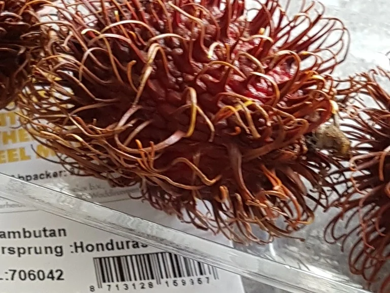 Ein "Wintersalat" edel und gehaltvoll - Rezept - Bild Nr. 5