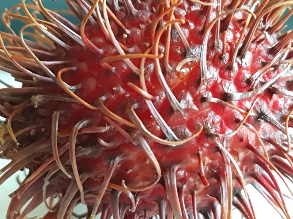 Ein "Wintersalat" edel und gehaltvoll - Rezept - Bild Nr. 6