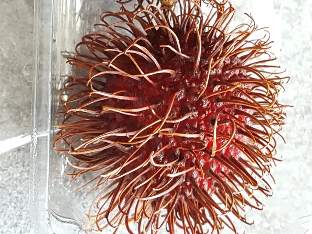 Ein "Wintersalat" edel und gehaltvoll - Rezept - Bild Nr. 7