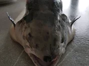 Fisch / Lachs = ein "Ganzer" Lachs mit Zitronenbuttersosse  à la Biggi - Rezept