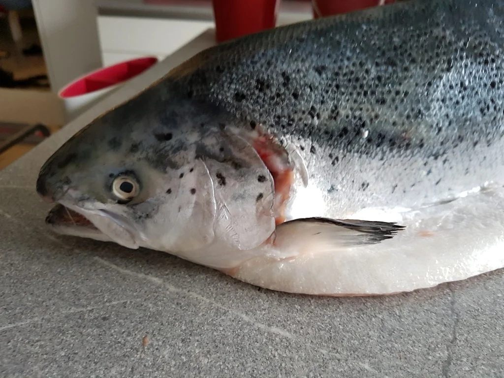 Rezept: Fisch / Lachs = ein "Ganzer" Lachs mit Zitronenbuttersosse à la Biggi Bild Nr. 2 Fisch / Lachs = ein "Ganzer" Lachs mit Zitronenbuttersosse à la Biggi - Rezept - Bild Nr. 2