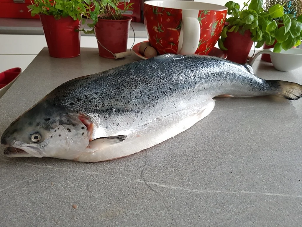 Rezept: Fisch / Lachs = ein "Ganzer" Lachs mit Zitronenbuttersosse à la Biggi Bild Nr. 3 Fisch / Lachs = ein "Ganzer" Lachs mit Zitronenbuttersosse à la Biggi - Rezept - Bild Nr. 3