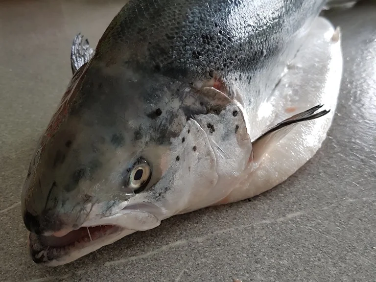 Rezept: Fisch / Lachs = ein "Ganzer" Lachs mit Zitronenbuttersosse à la Biggi Bild Nr. 4 Fisch / Lachs = ein "Ganzer" Lachs mit Zitronenbuttersosse à la Biggi - Rezept - Bild Nr. 4