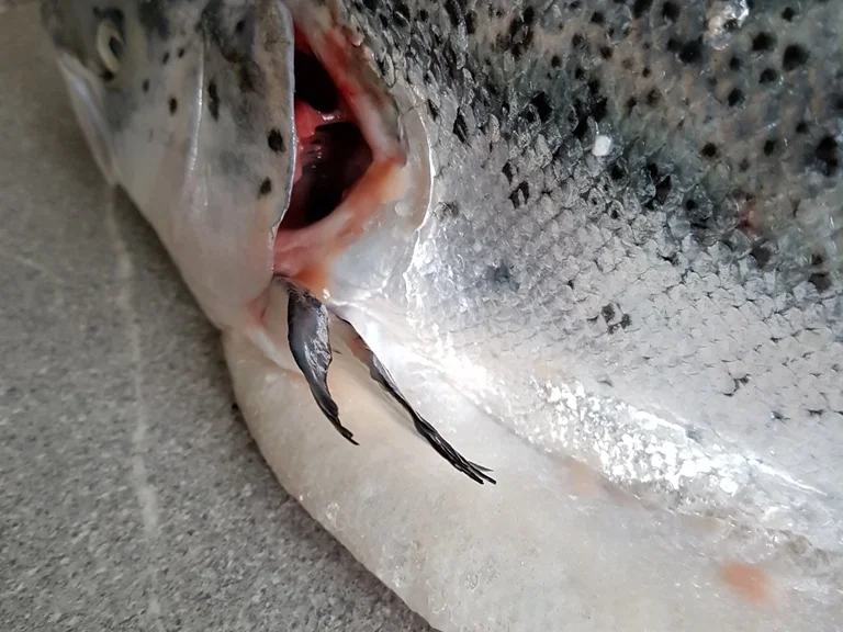 Rezept: Fisch / Lachs = ein "Ganzer" Lachs mit Zitronenbuttersosse à la Biggi Bild Nr. 5 Fisch / Lachs = ein "Ganzer" Lachs mit Zitronenbuttersosse à la Biggi - Rezept - Bild Nr. 5