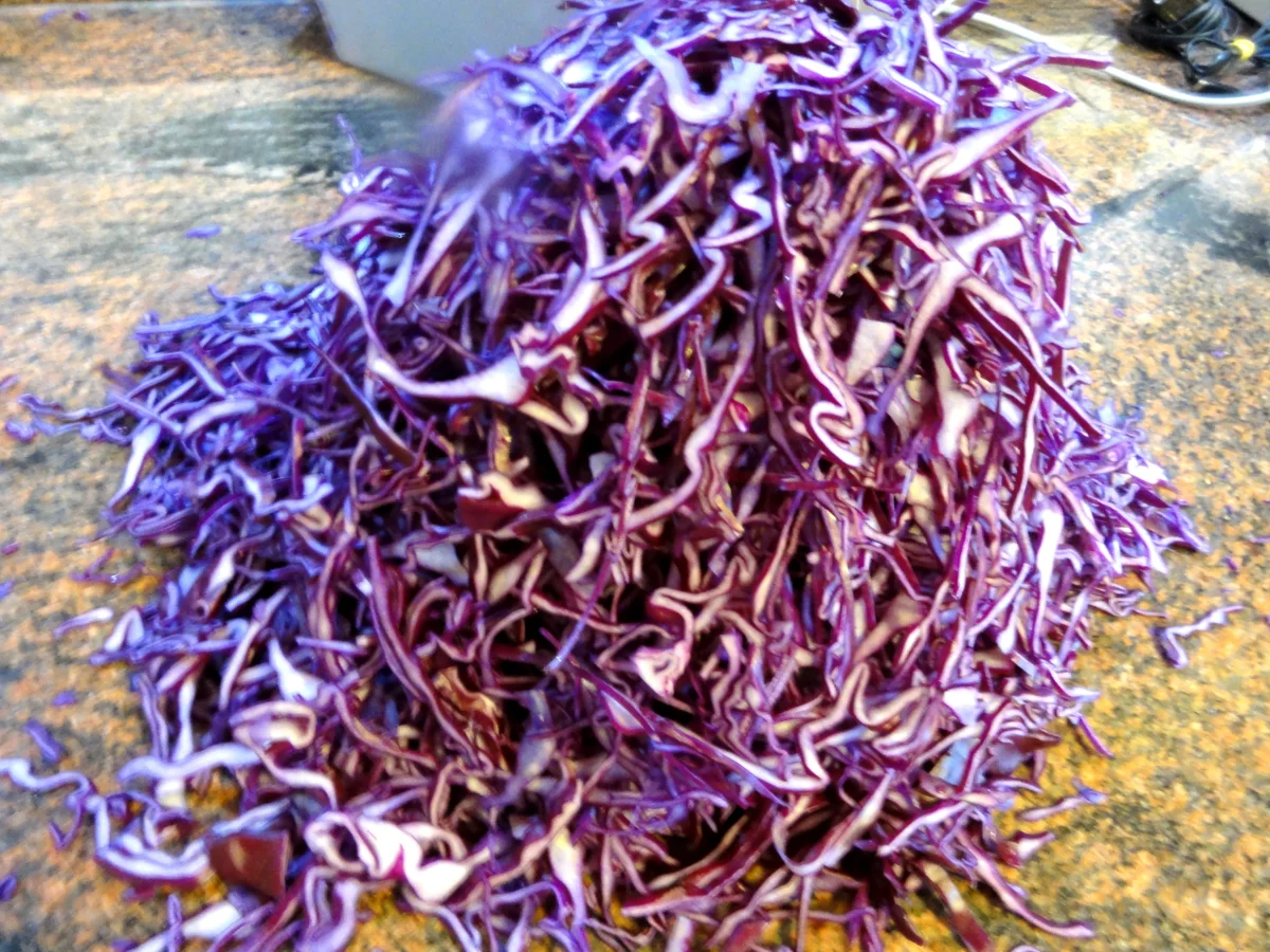Rezept: Gemüse: APFEL - ROTKOHL Bild Nr. 5 Gemüse: APFEL - ROTKOHL - Rezept - Bild Nr. 5