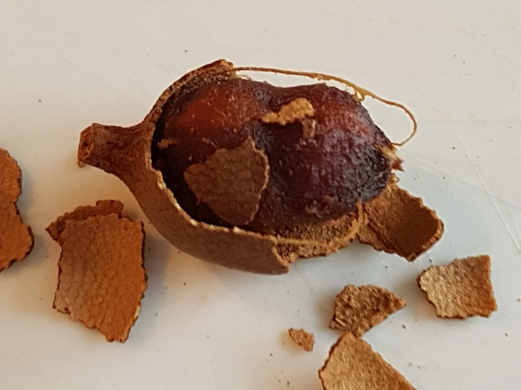 Spitzkohlsalat mit Tamarinde, Fenchel und Passionsfrucht - Rezept - Bild Nr. 1521