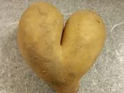 Kartoffelturm mit weissem Gemüse - Rezept - Bild Nr. 1637