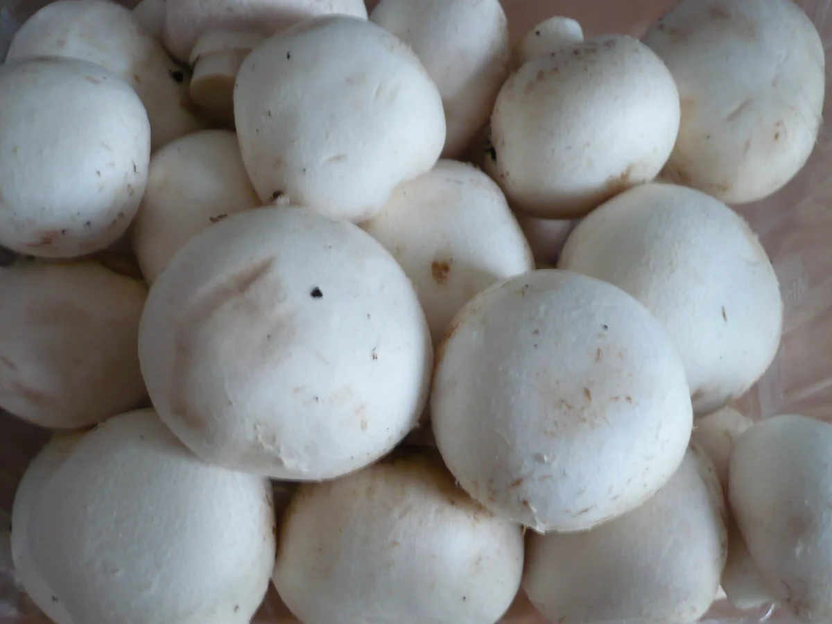 Champignon - Lauch - Pfanne - Rezept - Bild Nr. 1679