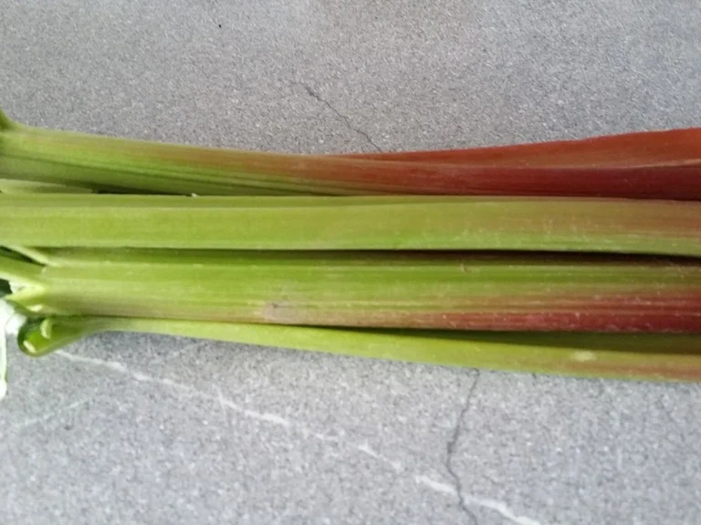 Rezept: Rhabarberkuchen (Gugelhupf Ø 22 cm) Bild Nr. 1997 Rhabarberkuchen (Gugelhupf Ø 22 cm) - Rezept - Bild Nr. 1997