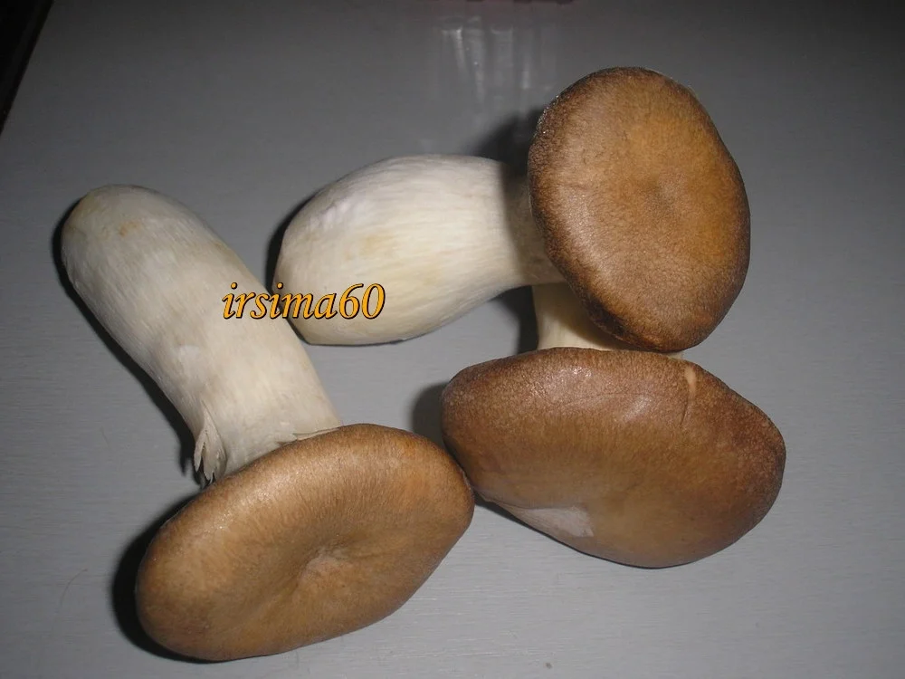 Rezept: Kräuterseitling-Rahm-Ragout in Conchiglie überbacken Bild Nr. 4 Kräuterseitling-Rahm-Ragout in Conchiglie überbacken - Rezept - Bild Nr. 4