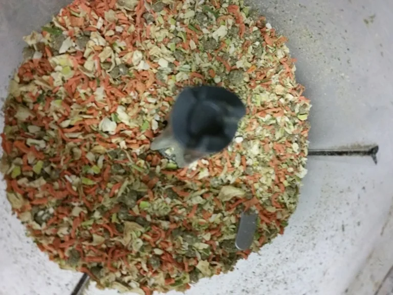 Biggi`s Allround Gewürzmischung - Rezept - Bild Nr. 2084