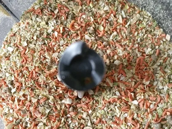 Biggi`s Allround Gewürzmischung - Rezept - Bild Nr. 2086