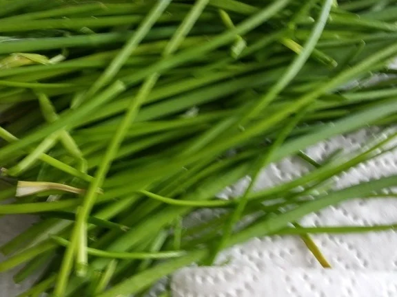 Spinat Pesto mit zitroniger Ergänzung - Rezept - Bild Nr. 2088