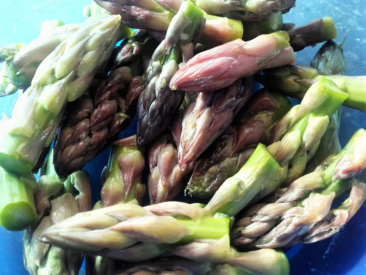 Rezept: Grüne Spargelcremesuppe - "Schaumsüppchen" Bild Nr. 2188 Grüne Spargelcremesuppe - "Schaumsüppchen" - Rezept - Bild Nr. 2188