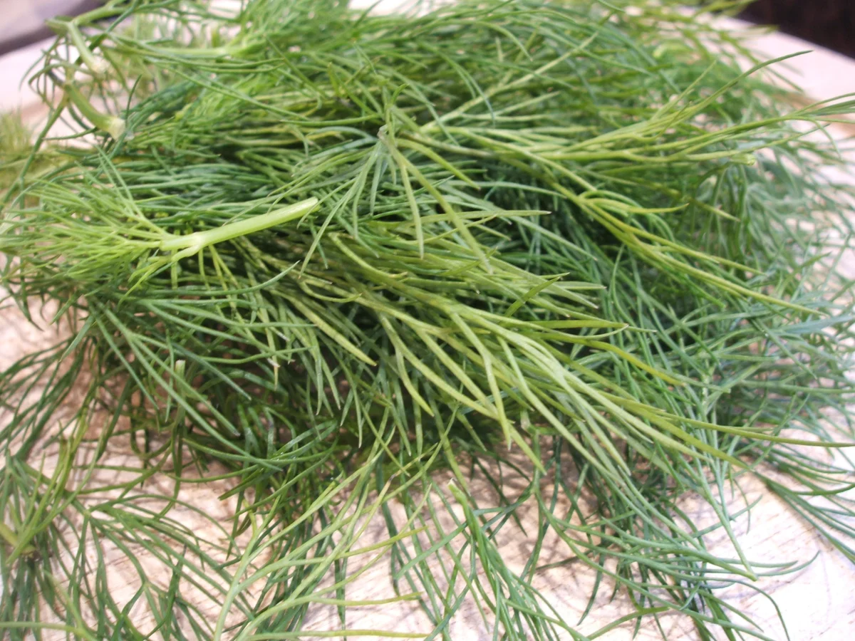 Rezept: Vorrat: Eingelegte Dill- Radieschen Bild Nr. 2264 Vorrat: Eingelegte Dill- Radieschen - Rezept - Bild Nr. 2264