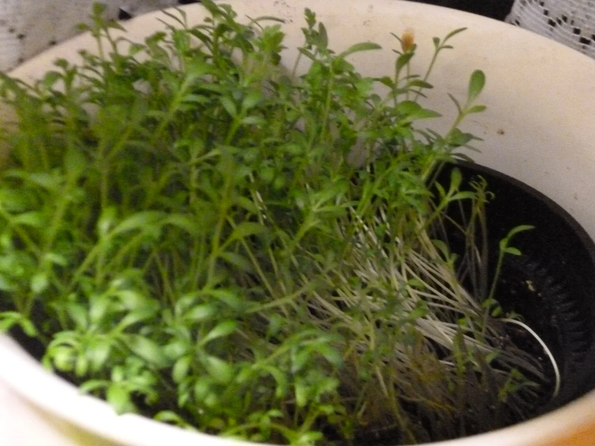 Frühlings-Kartoffelsalat - Rezept - Bild Nr. 2327