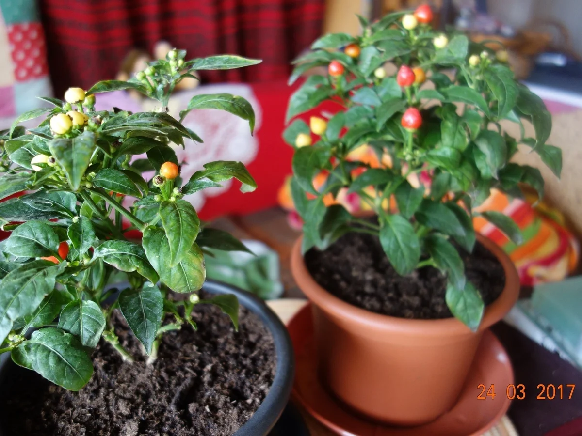 Spezialsuppe scharf; - Rezept - Bild Nr. 2351