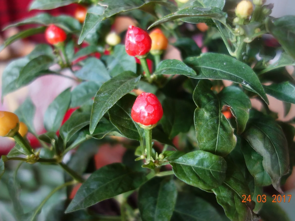 Spezialsuppe scharf; - Rezept - Bild Nr. 2352